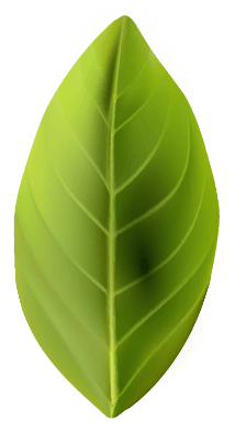 leaf